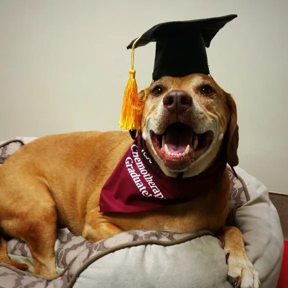 Virginia Veterinary Centers - Richmond 5