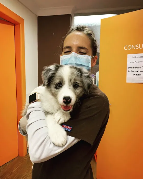 Dr Kathys Mobile Pet Care 6