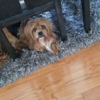 Colonial Veterinary Hospital ico