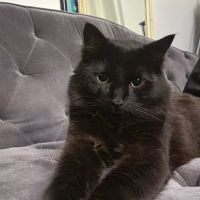 West Creek Animal Clinic ico