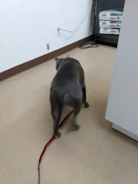 All Animals Veterinary Hospital 3