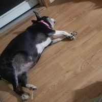 All Animals Veterinary Hospital ico