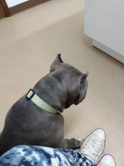 All Animals Veterinary Hospital 4