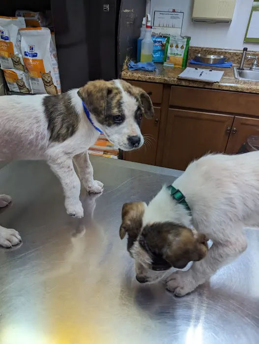 All Animals Veterinary Hospital 9