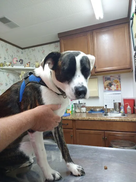 All Animals Veterinary Hospital 8