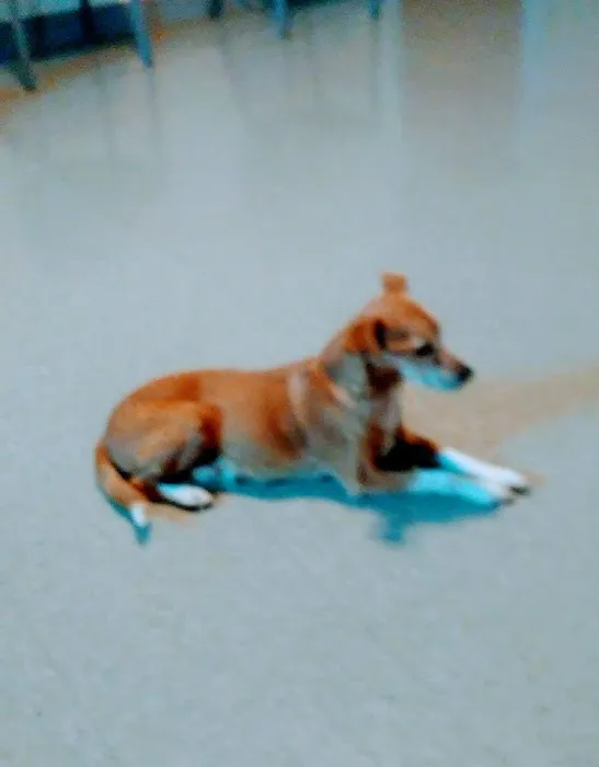 Mt Pleasant Animal Hospital 3