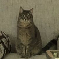 Mt Pleasant Animal Hospital ico