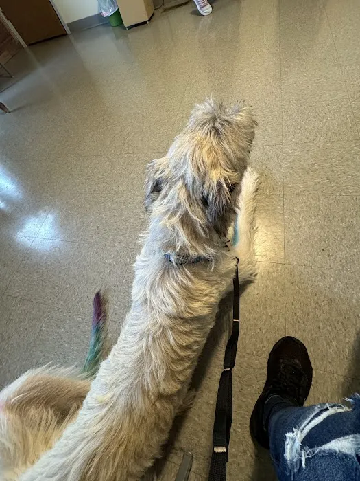 Mt Pleasant Animal Hospital 7