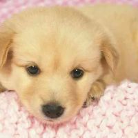 Crocker Animal Hospital Scottsville behind Pizza Hut ico