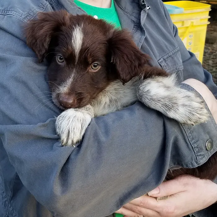 Crocker Animal Hospital Scottsville behind Pizza Hut 12
