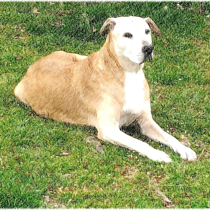 Crocker Animal Hospital Scottsville behind Pizza Hut 12