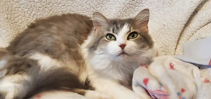 Portland Animal Hospital 8