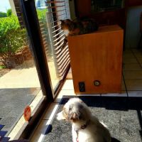 Portland Animal Hospital ico