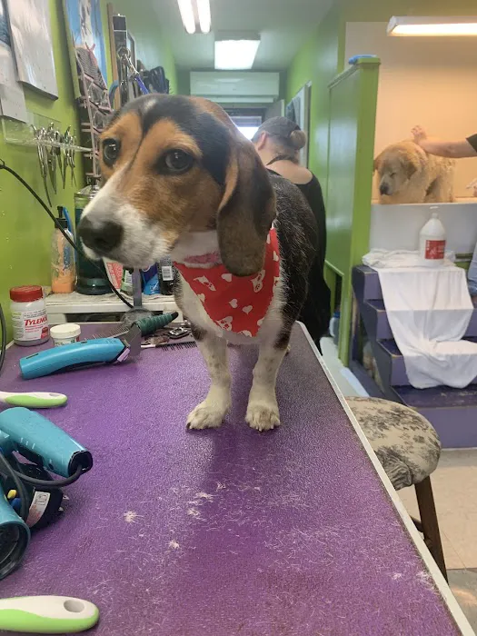 Portland Animal Hospital 7