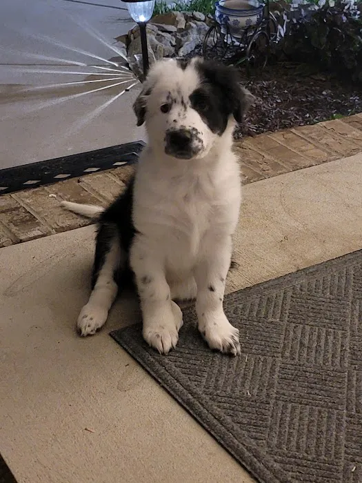 Portland Animal Hospital 10