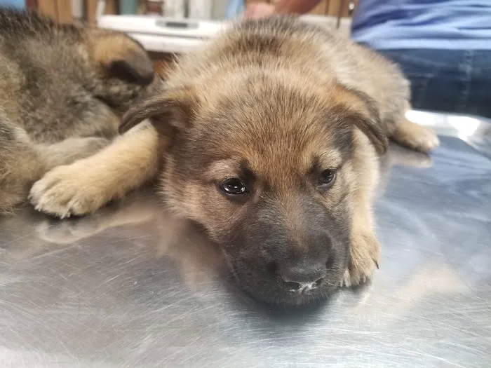 Monroe Veterinary Services, LLC 12