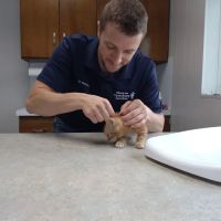 Monroe Veterinary Services, LLC ico