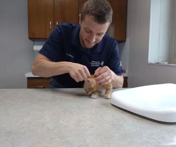 Monroe Veterinary Services, LLC