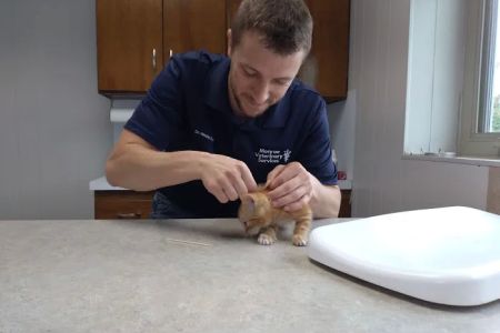 Monroe Veterinary Services, LLC
