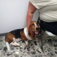 Animal Care Veterinary Center ico