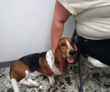 Animal Care Veterinary Center