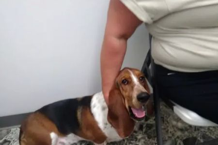 Animal Care Veterinary Center