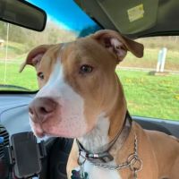 Cumberland River Veterinary ico