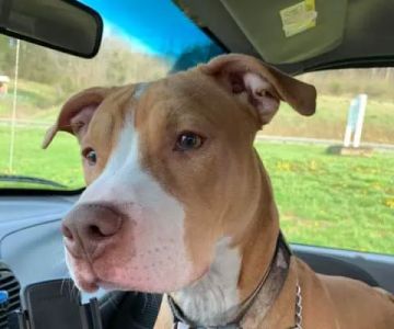 Cumberland River Veterinary