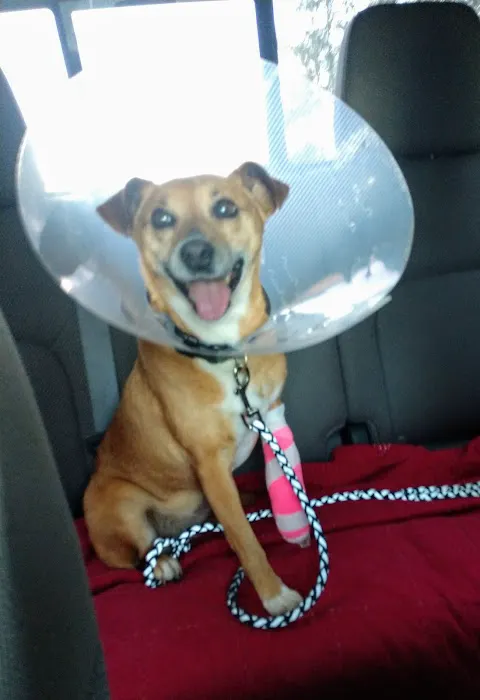 Powellsville Pet Clinic 1