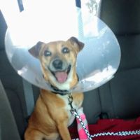 Powellsville Pet Clinic ico