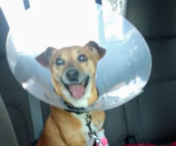 Powellsville Pet Clinic