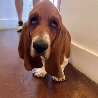 Fox Veterinary Services ico