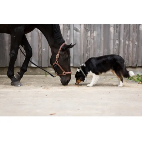 Fox Veterinary Services 8