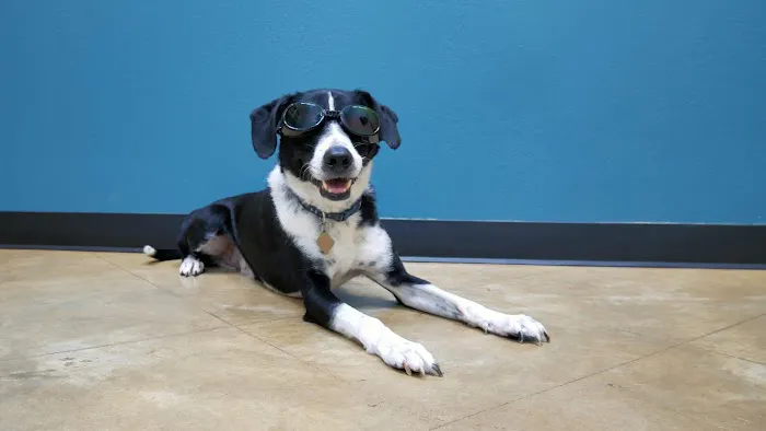 Dripping Springs Animal Hospital 1