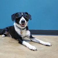 Dripping Springs Animal Hospital ico