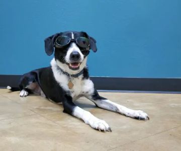 Dripping Springs Animal Hospital