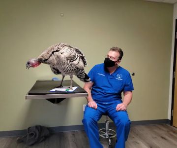 Loving Paws Veterinary Care, LLC