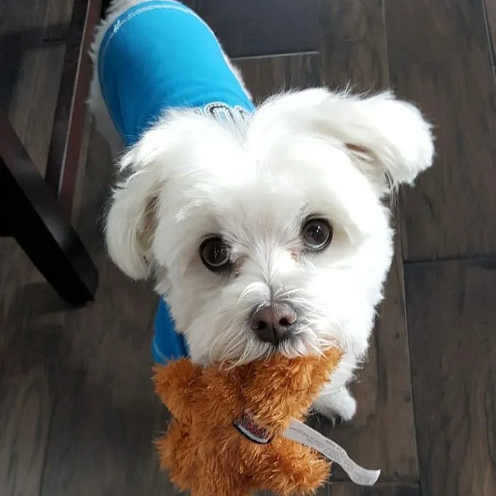 Loving Paws Veterinary Care, LLC 9