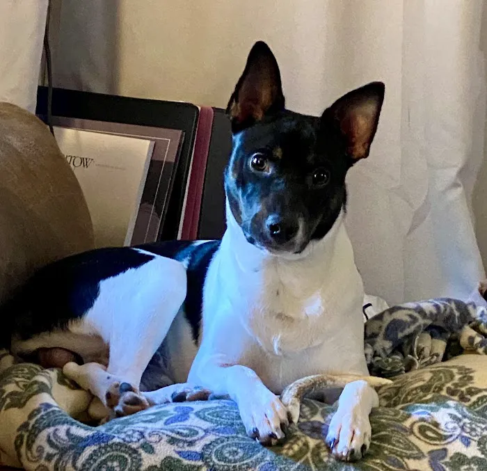 Loving Paws Veterinary Care, LLC 6