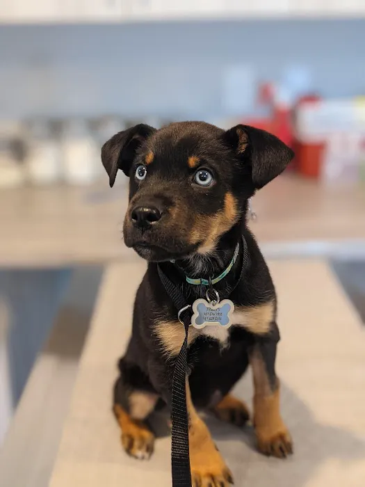Lone Star Animal Hospital 7