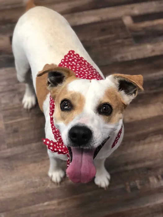 Lone Star Animal Hospital 4