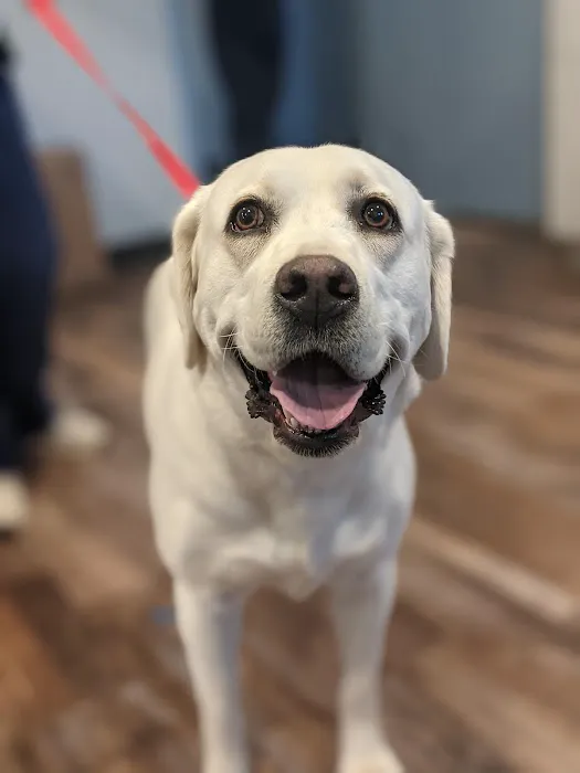 Lone Star Animal Hospital 3