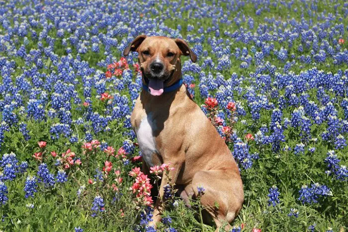 Lone Star Animal Hospital 6