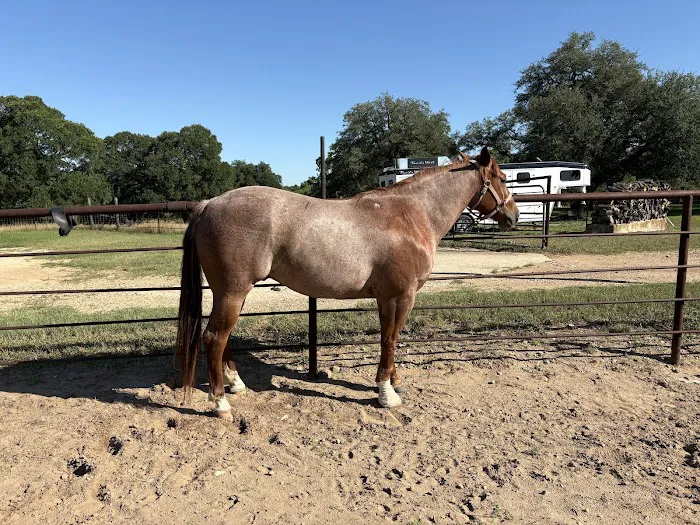 Austin Equine Hospital 8