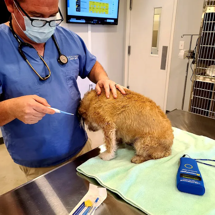 Wildflower Animal Hospital 10