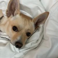 Sunset Canyon Veterinary Clinic ico