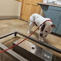 Sunset Canyon Veterinary Clinic: Menigo Erin DVM ico