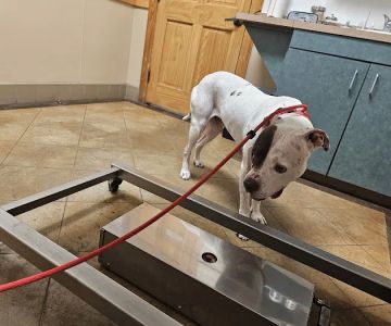 Sunset Canyon Veterinary Clinic: Menigo Erin DVM
