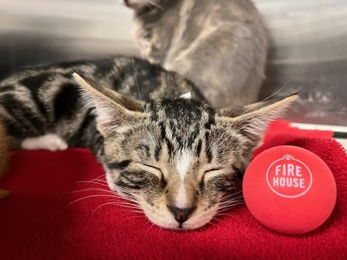Firehouse Animal Health Center Belterra 9