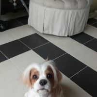 Horseshoe Bay Vet Clinic ico